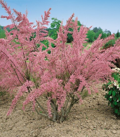 Тамарикс. Картинка  не  моя.