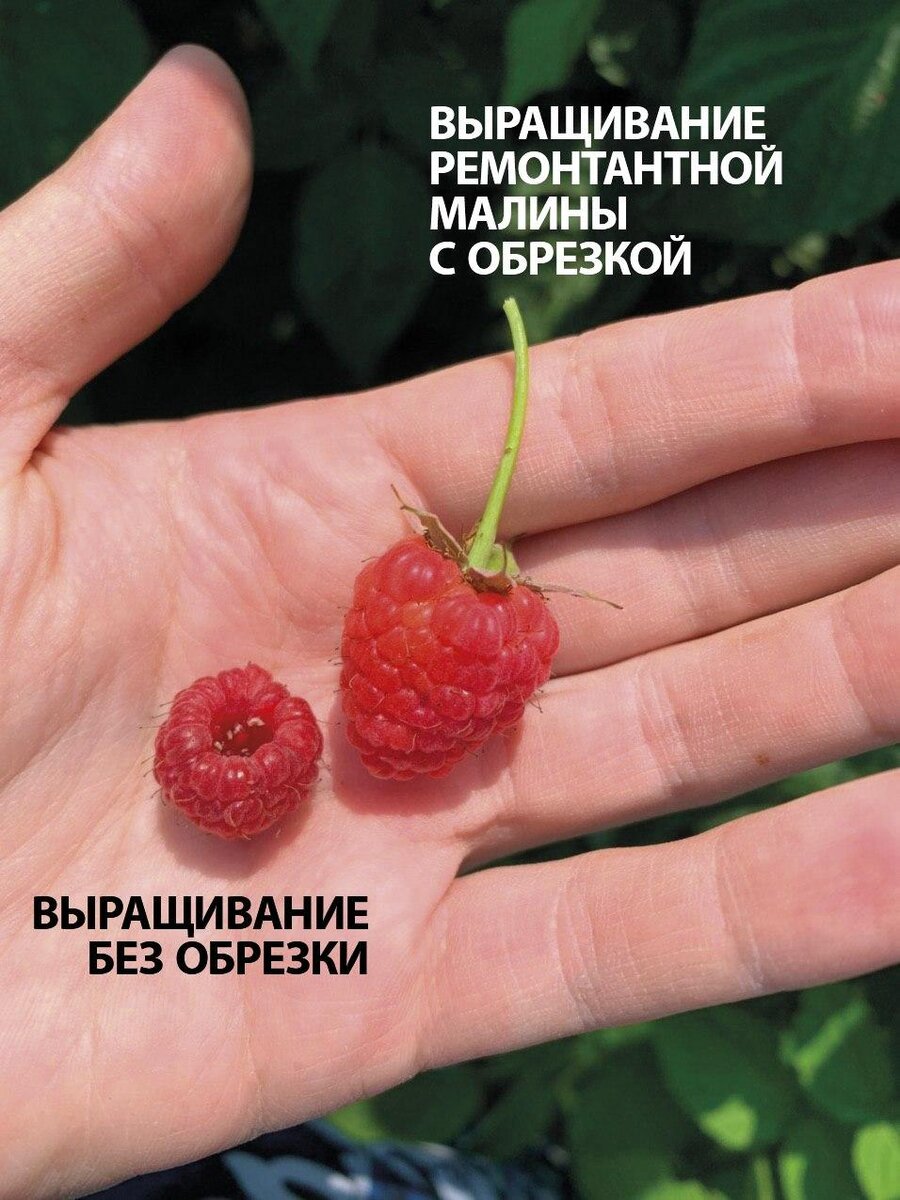 УРОЖАЙ ВСЕ ЛЕТО! ТОП-3 СОРТА РЕМОНТАНТНОЙ МАЛИНЫ | Семена Алтая. Дачные  советы от Виктории Карелиной | Дзен