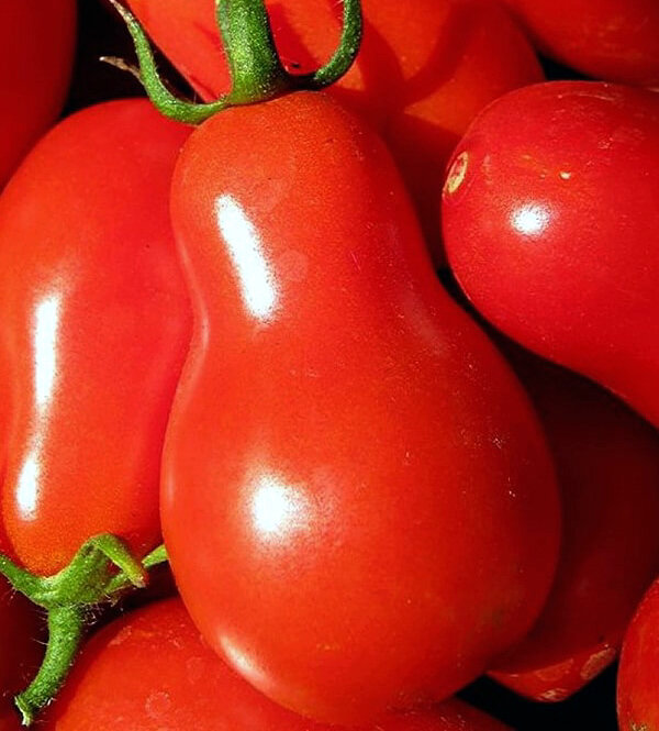 Груша красная