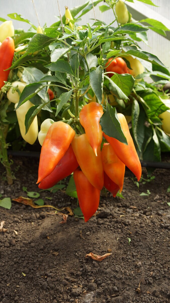 перец "Али-баба"