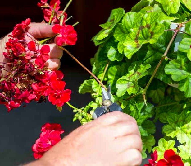 Обрезка герани. Фото взято из сети.