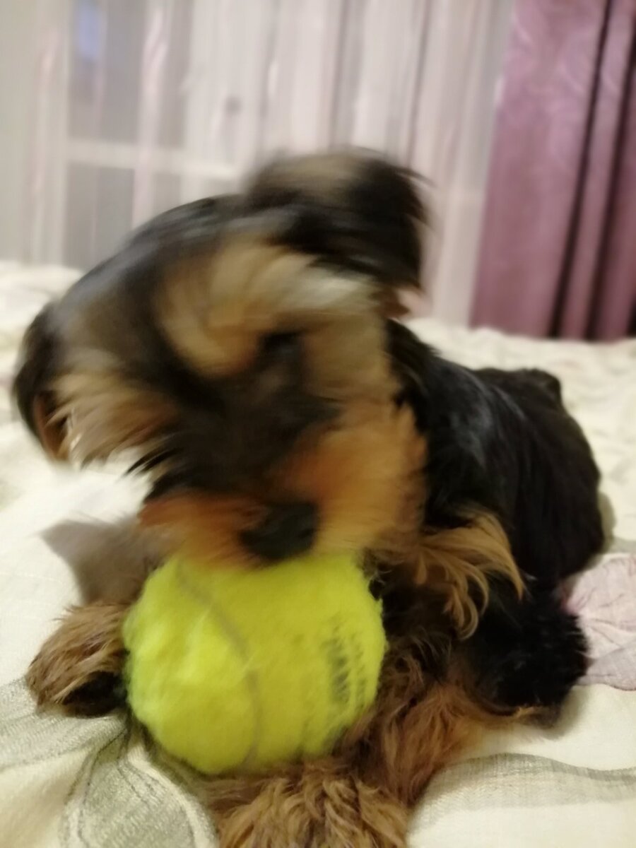 Шерри. Фото любезно предоставлено "мамой" Шерри - Оксаной.