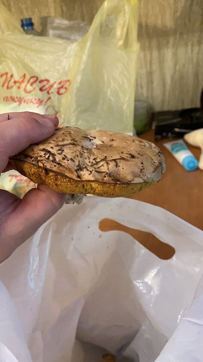 Ноябрьский белый гриб 