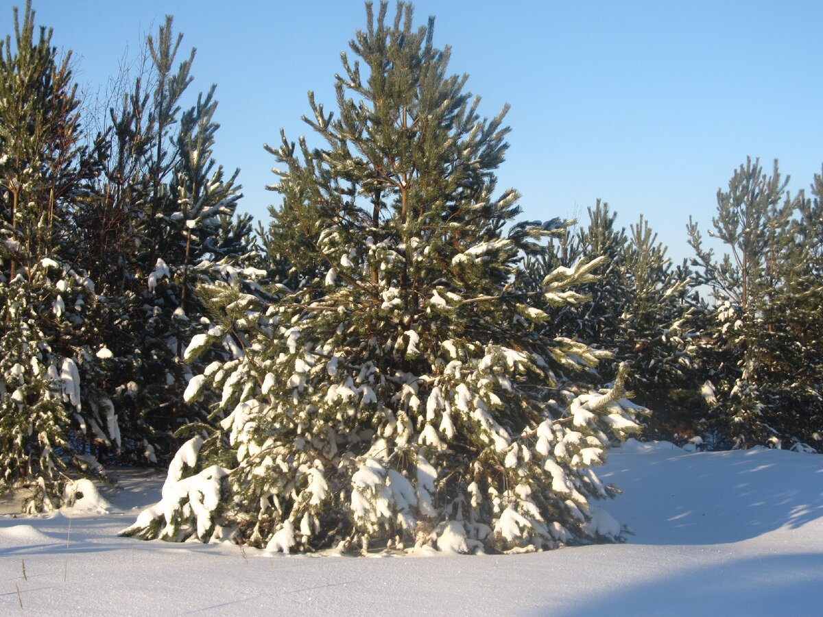 фото Т. Вороновой