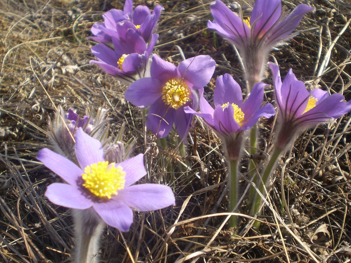 Pulsatilla, голубой прострел, он же – сон-трава, подснежник.  Фото: AVM. 2011.