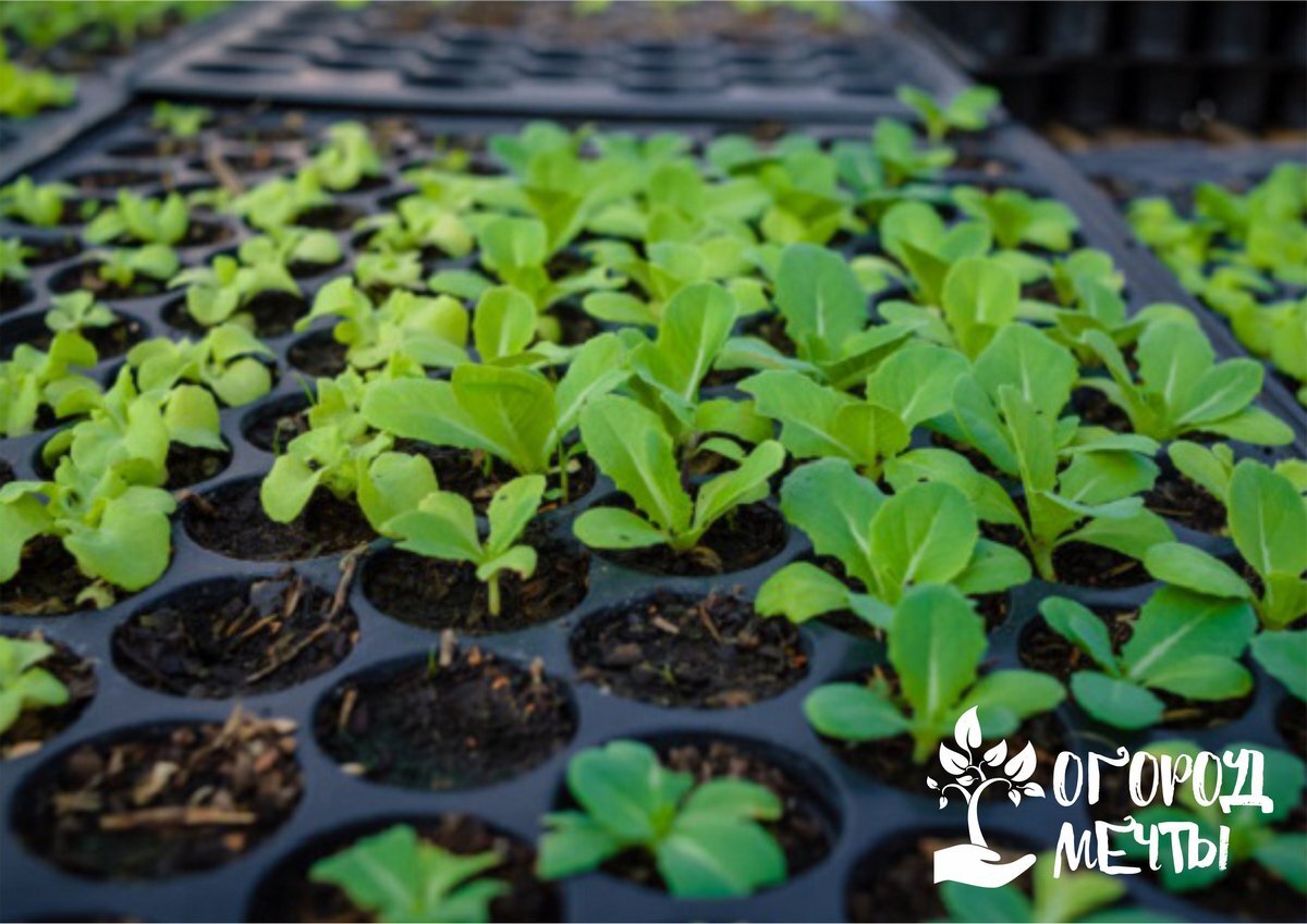 Выращивание арахиса: полезные советы и секреты