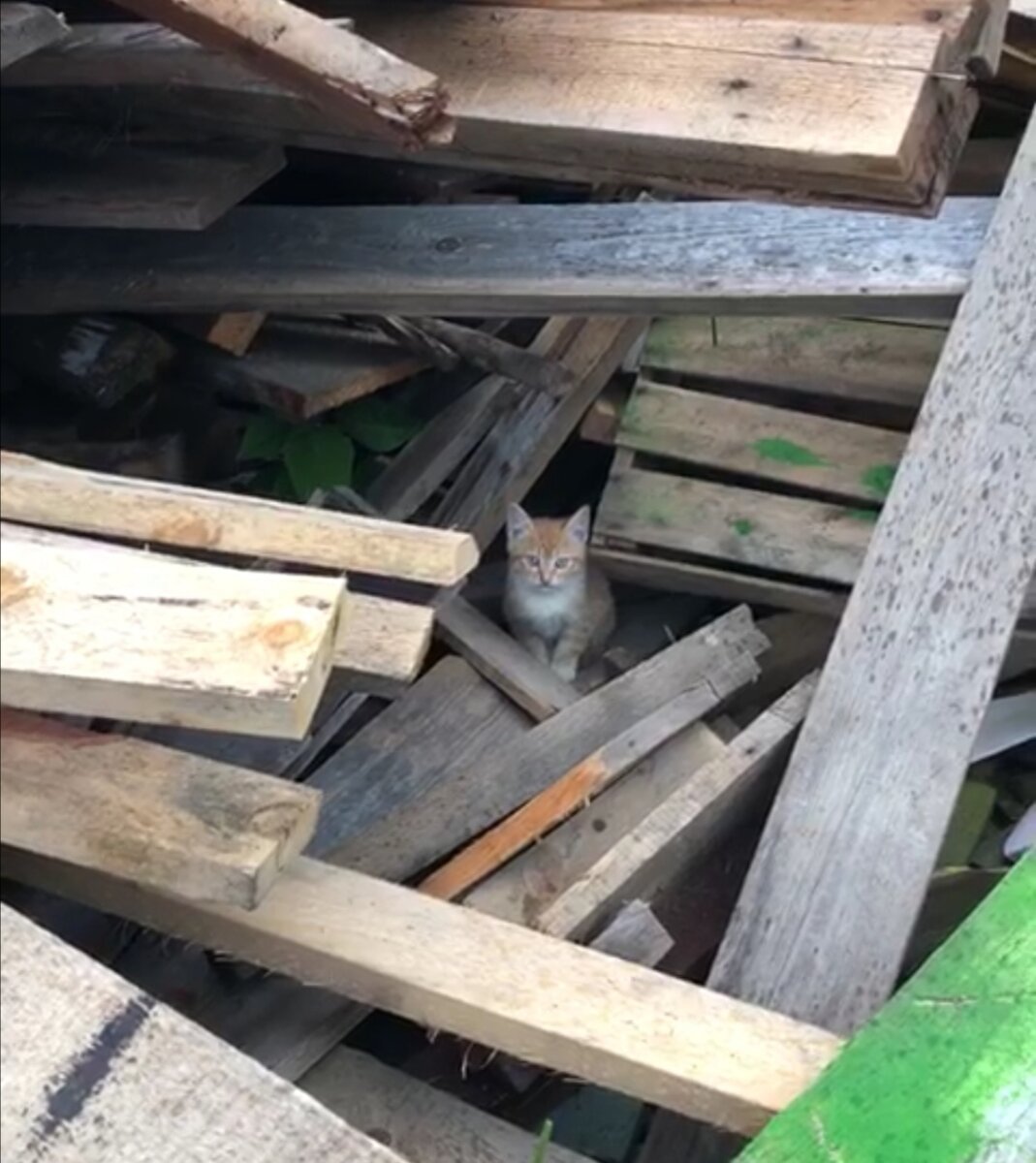 Котята в гаражах выживали, как могли