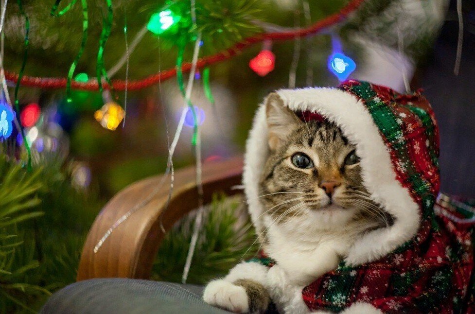 Взято с https://clck.ru/Sewgq