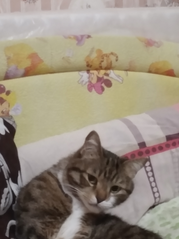 Это философ, а не кот. Как такого в подвал?