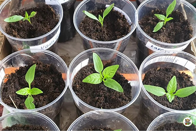 Рассада перца в стаканчиках