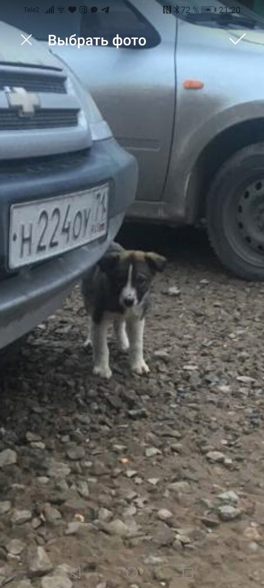 Падди Братан