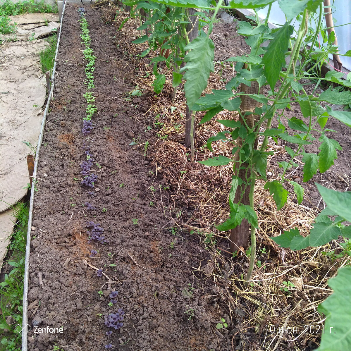 Фото автора статьи мой базилик в теплице рядом с томатами