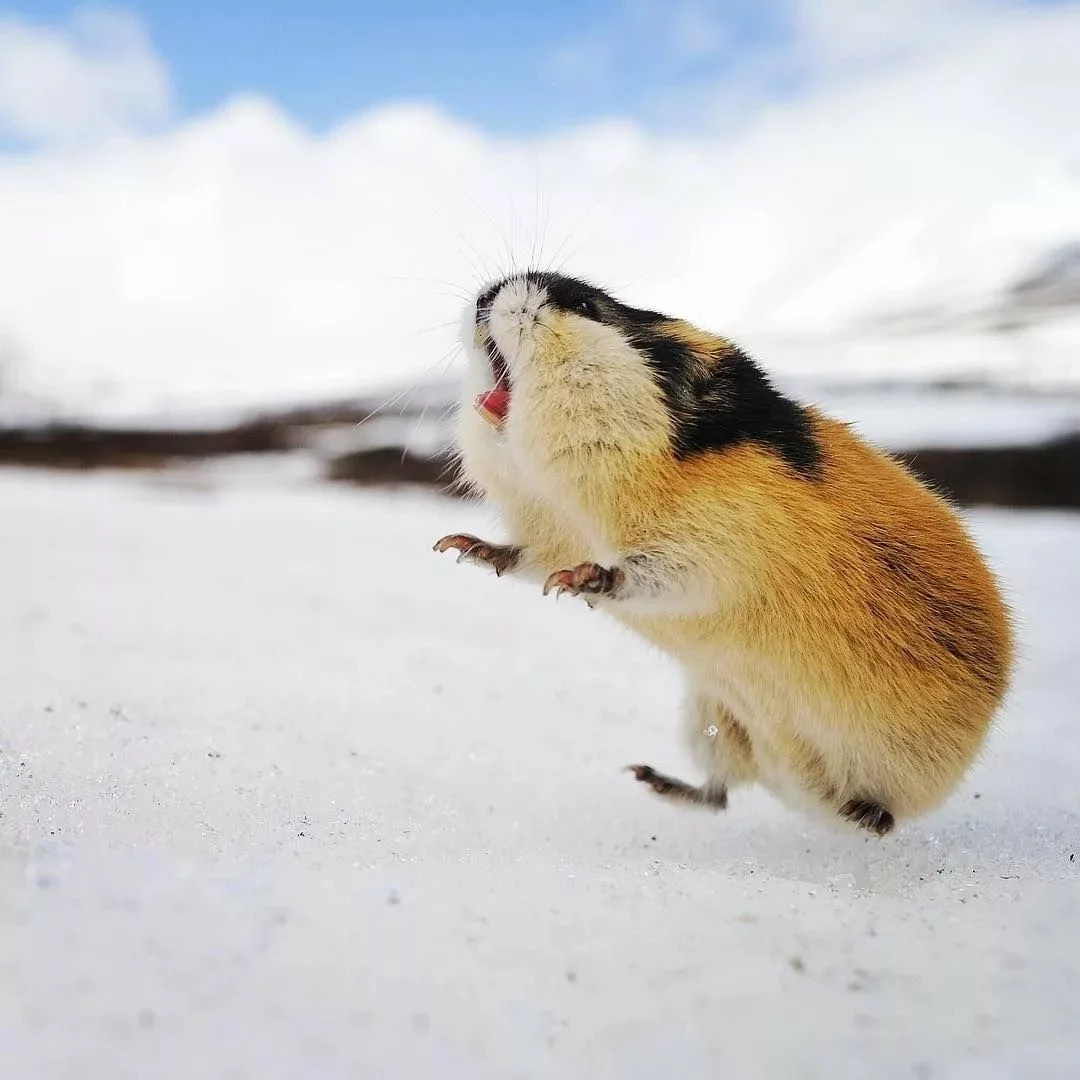 Холодно, то как. Источник: Яндекс.Картинки