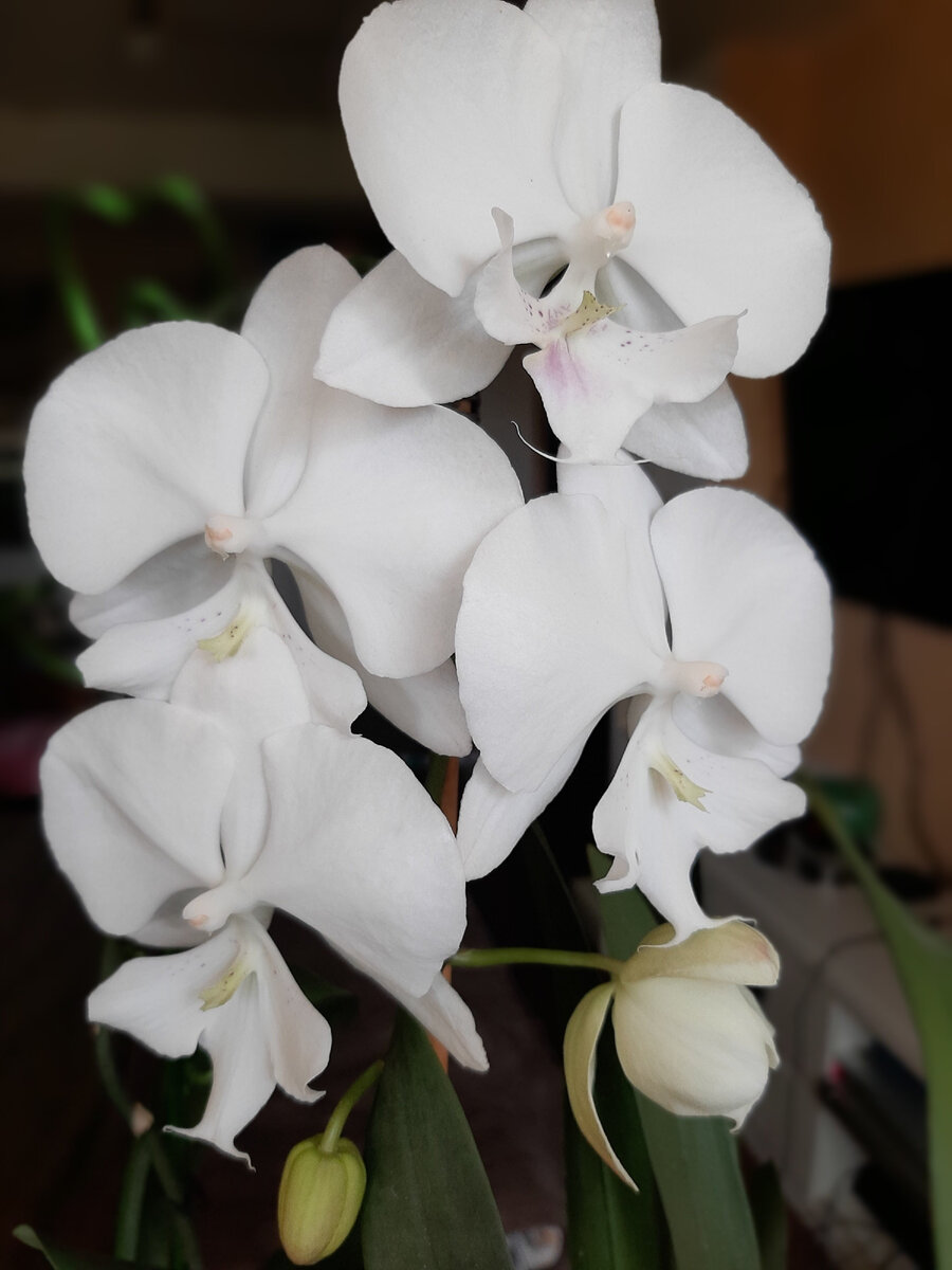 Вот такой прекрасный был фаленопсис