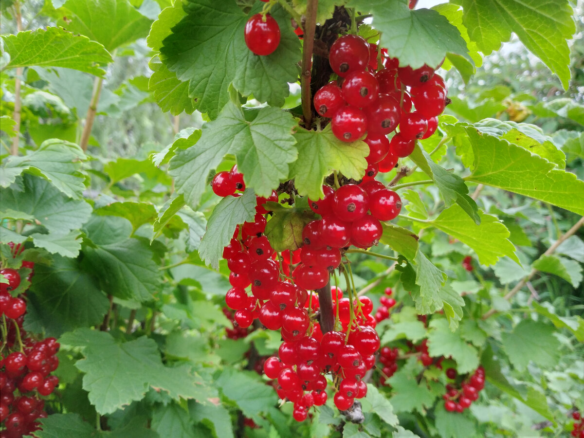 Вот такие грозди висят на кустах красной смородины