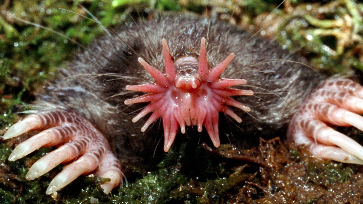 Нос звездчатого крота вблизи