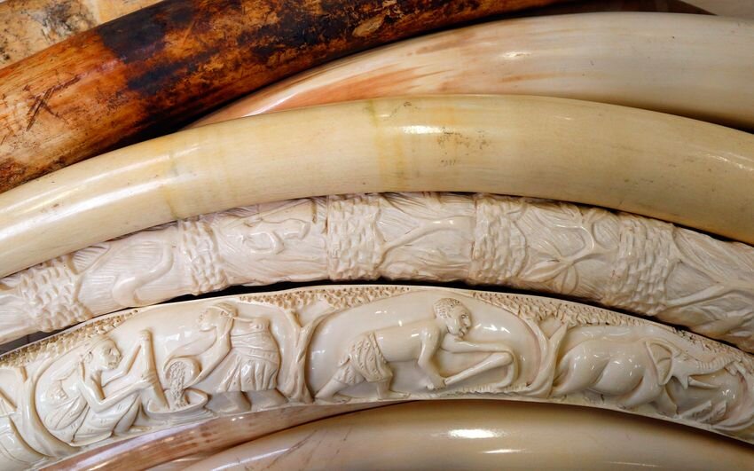 Слоновая кость материал. Рал слоновая кость тиккурила цвет. Слоновая кость. Как выглядит слоновая кость. Как выглядит слоновая кость.