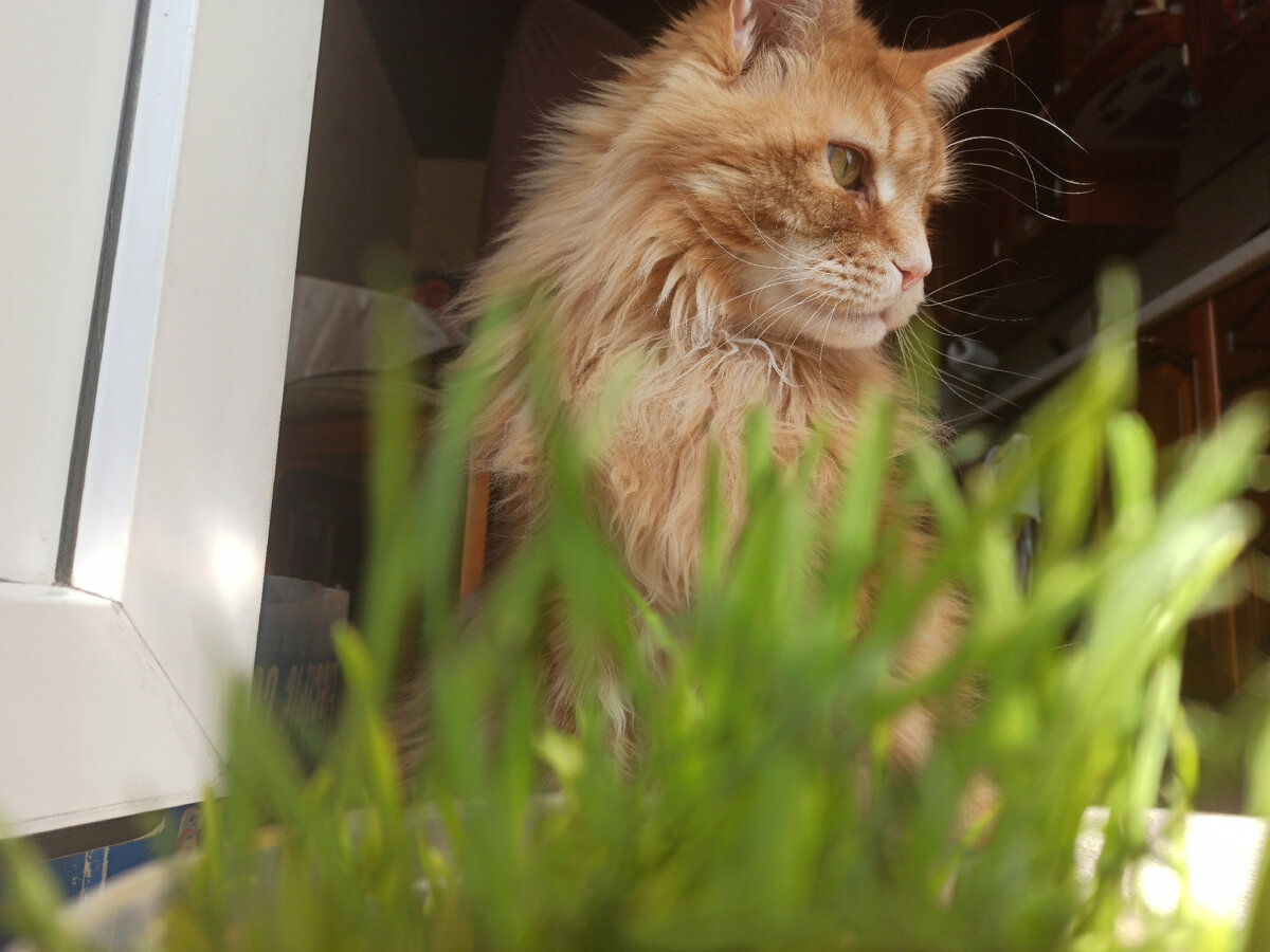 Мейн-кун по имени Брюс