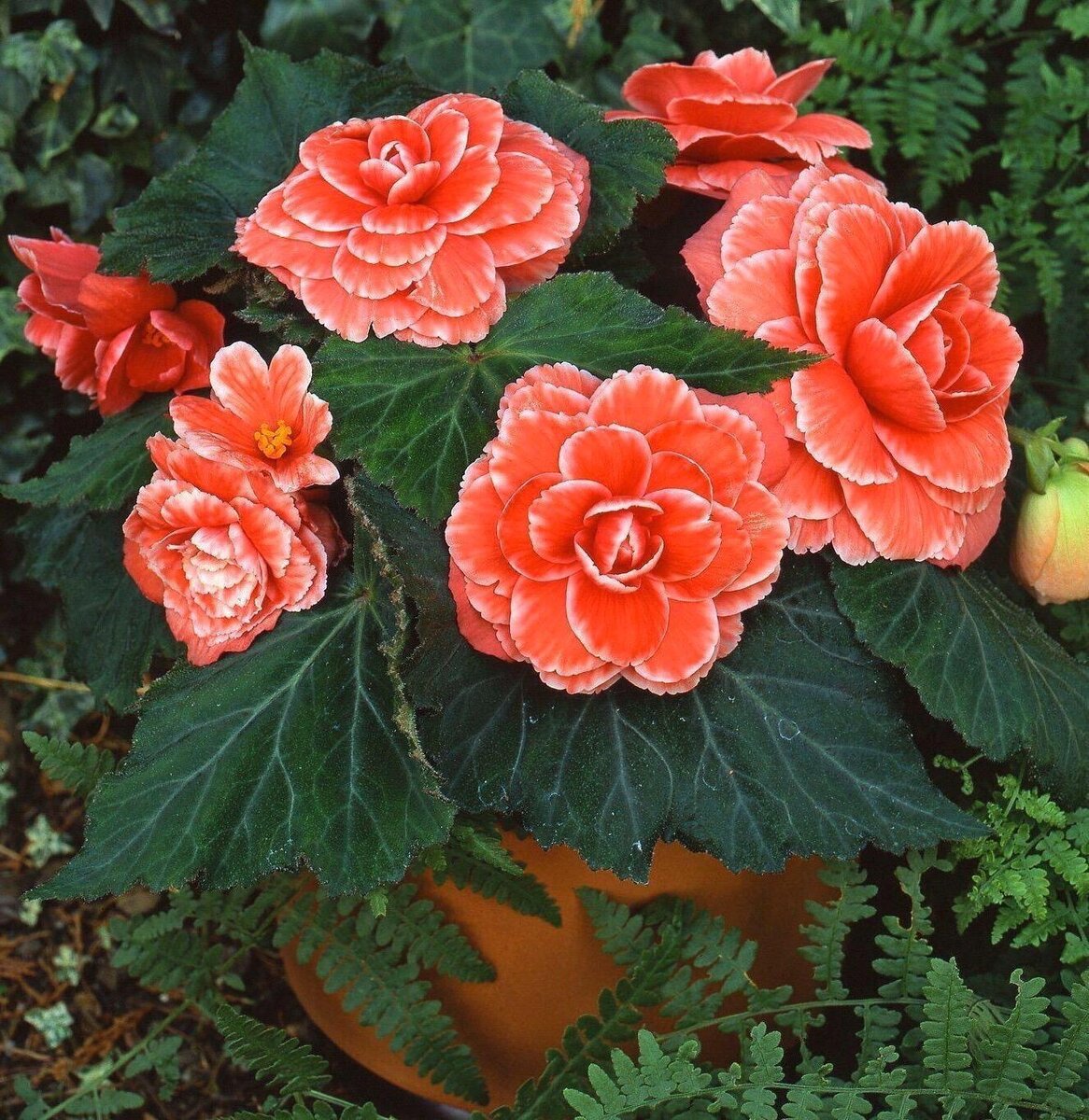 Tuberous Begonia