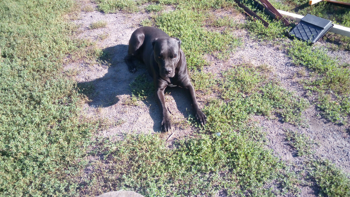 Умиротворение и покой. Джуди любит целый день проводить во дворе, а ночью, несмотря на то, что у нее есть вместительный вольер и просторная будка, спит в доме. Мы не хотим, чтобы ее неожиданный лай мешал спать соседям. Фото автора.