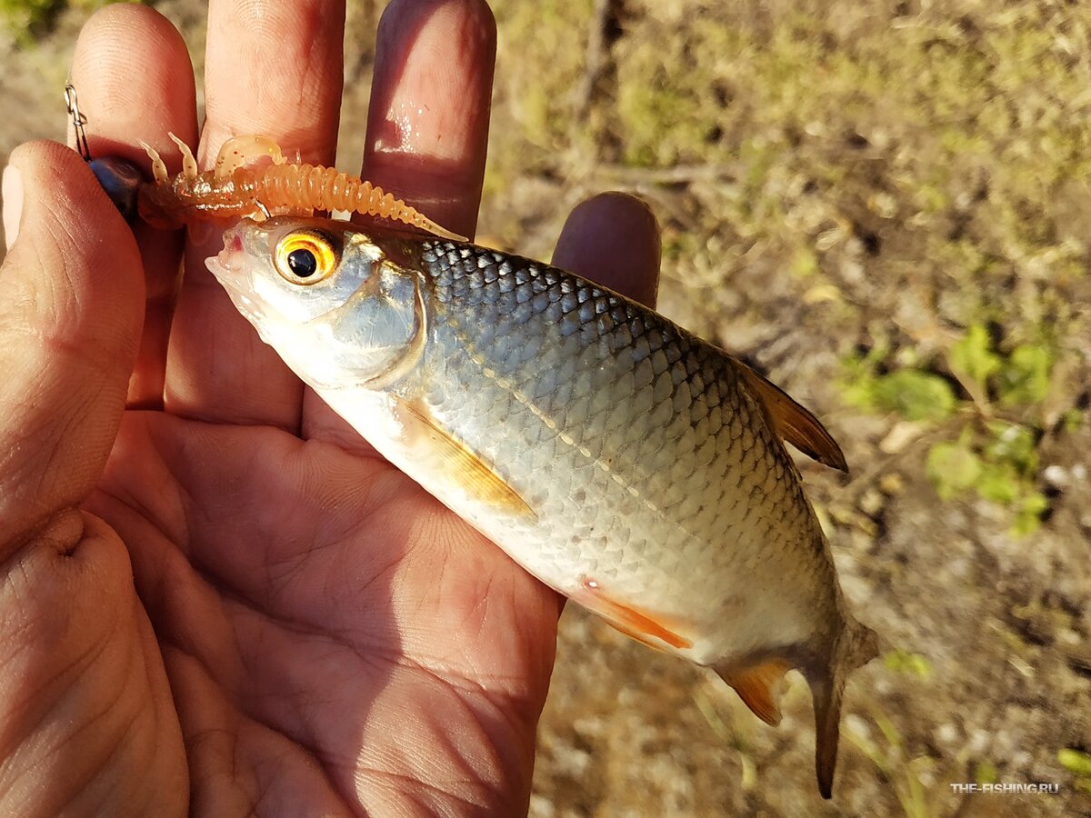 Плотва на микроджиг