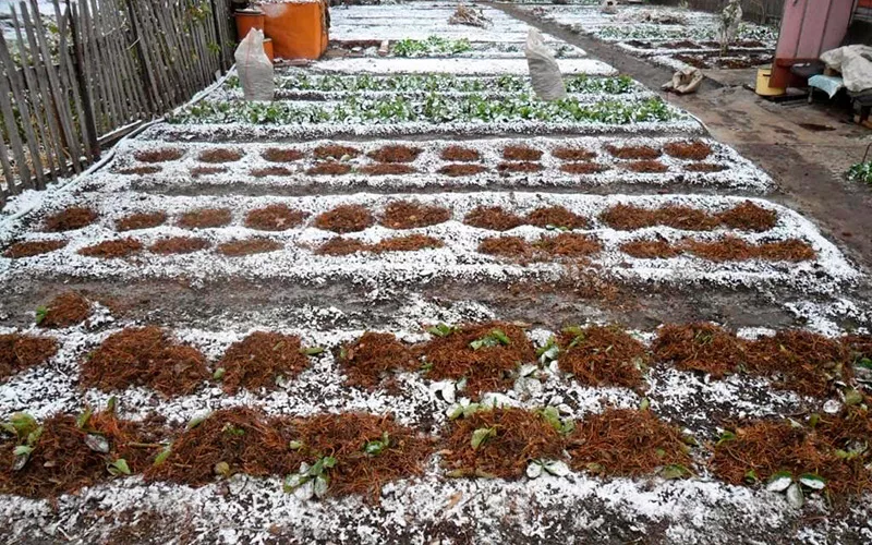 Фотография взята из источника glav-dacha.ru