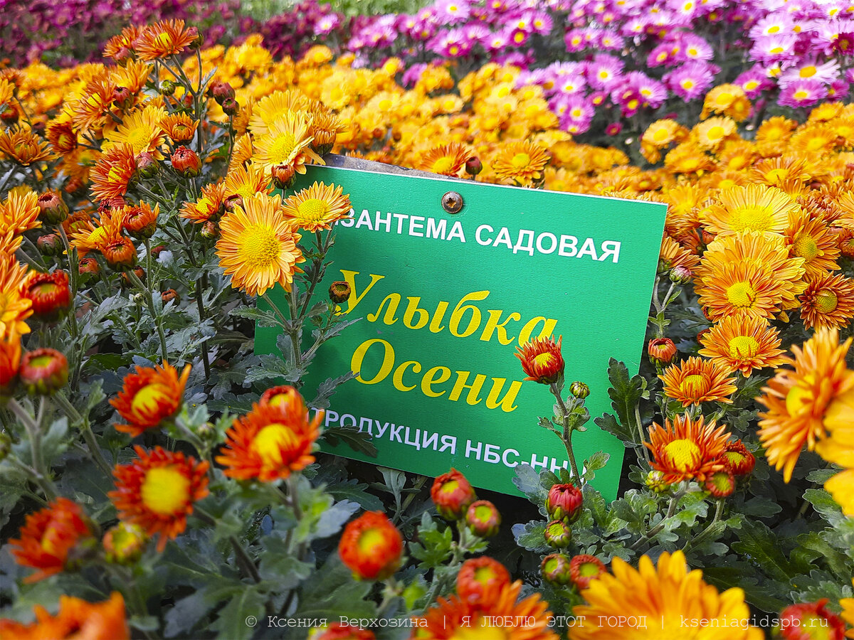 Хризантема улыбка осени