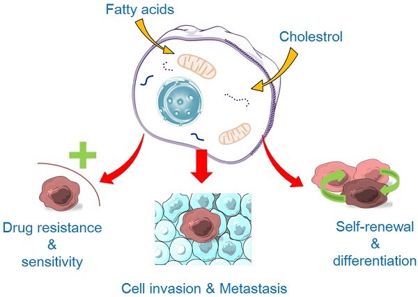 Липиды, основные компоненты клеточной мембраны, играют фундаментальную роль почти во всех видах клеточной деятельности, включая распознавание клеток, передачу сигналов и снабжение энергией. Метаболизм липидов является элементарным для поддержания жизни, который балансирует активность между синтезом и деградацией. Накапливающийся объем данных указывает на аномальный метаболизм липидов в раковых стволовых клетках (CSCS) и на то, что изменение метаболизма липидов оказывает большое влияние на свойства CSCs, такие как способность к самообновлению, дифференцировке, инвазии, метастазированию, а также чувствительность и устойчивость к лекарственным препаратам.