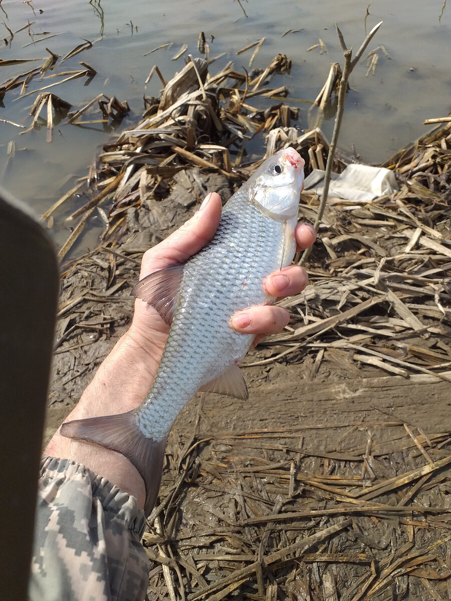 Весна. Улов в конце статьи