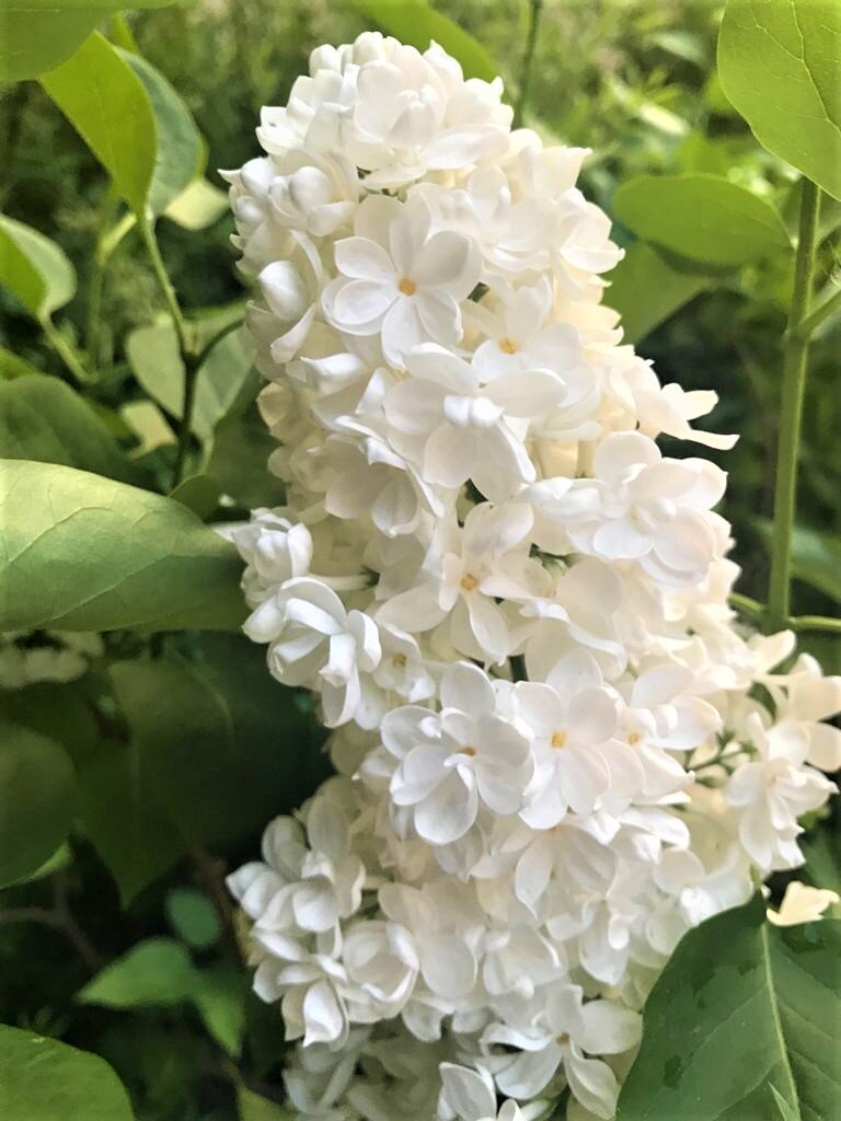 Цветок сирени. Работа Татьяны Федуловой.