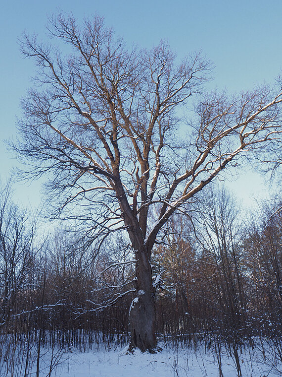 Дуб в Борщевке на территории бывшей усадьбы.