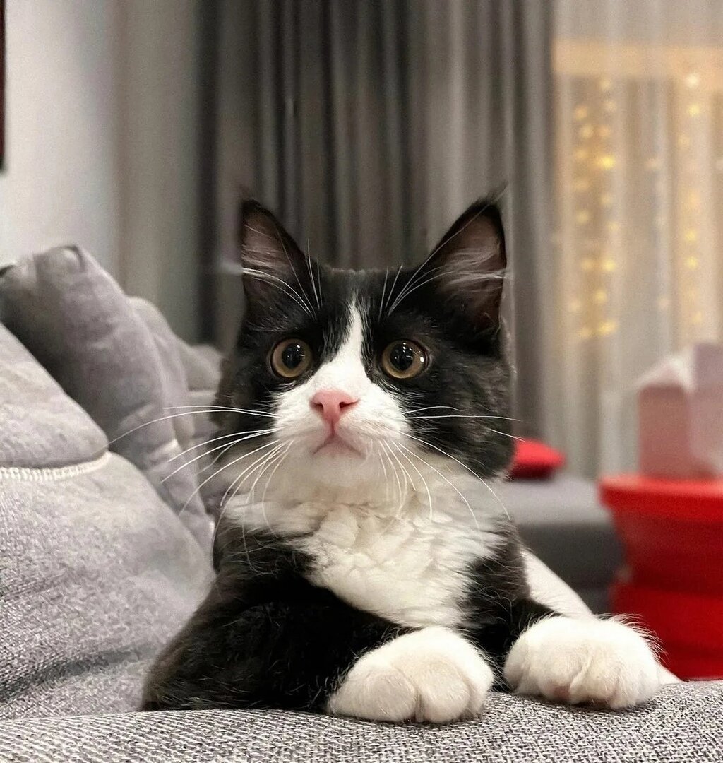 иллюстрация из яндекс картинки.