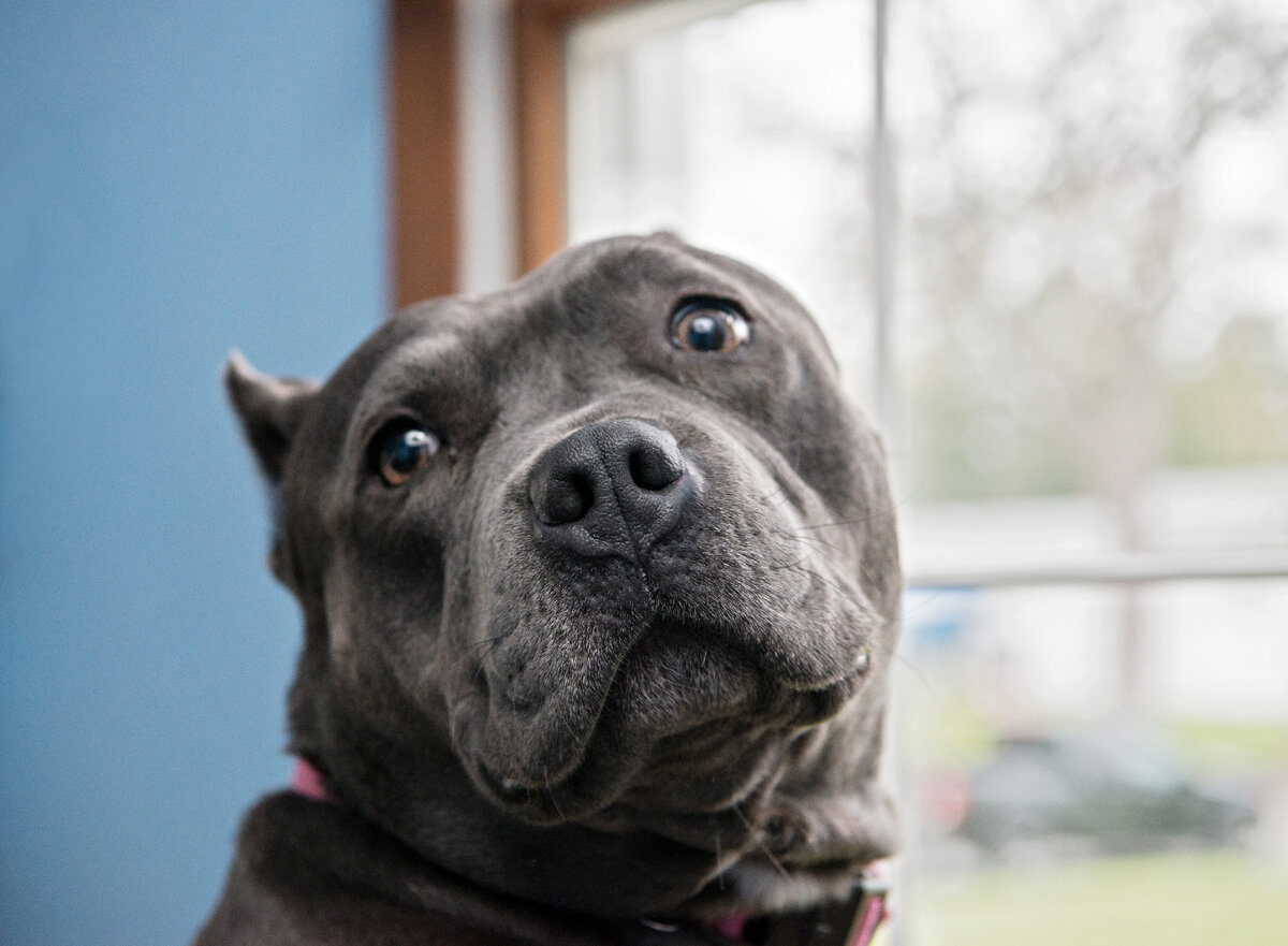 Твоё лицо, когда узнал, что ты - опасная собака (Фото: https://www.flickr.com/photos/laurapaesano/26981172912/)