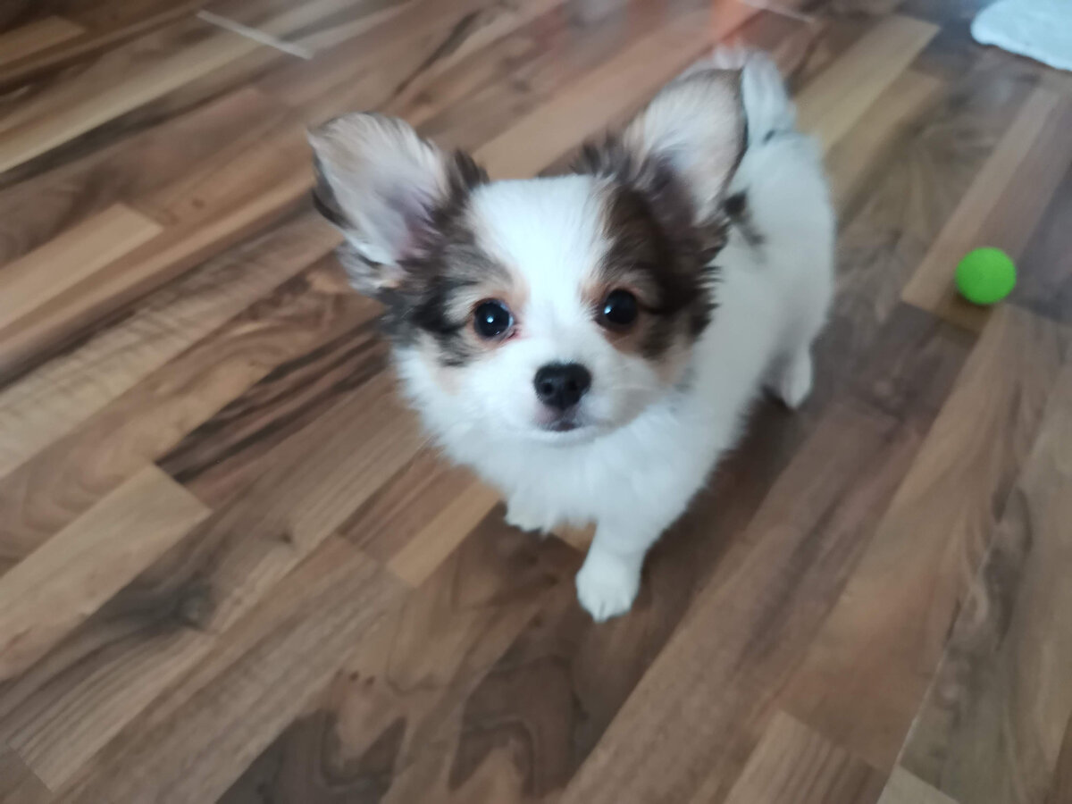 Кекс, 2 месяца, 1й день дома.