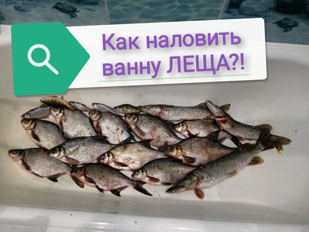 Ночной улов хорошего леща.