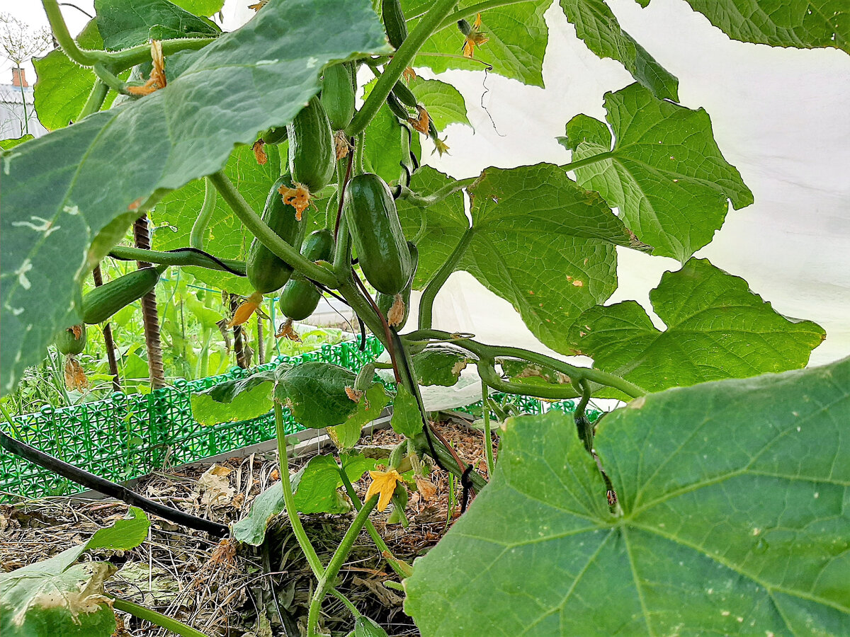 одновременно по несколько штук в пазухе