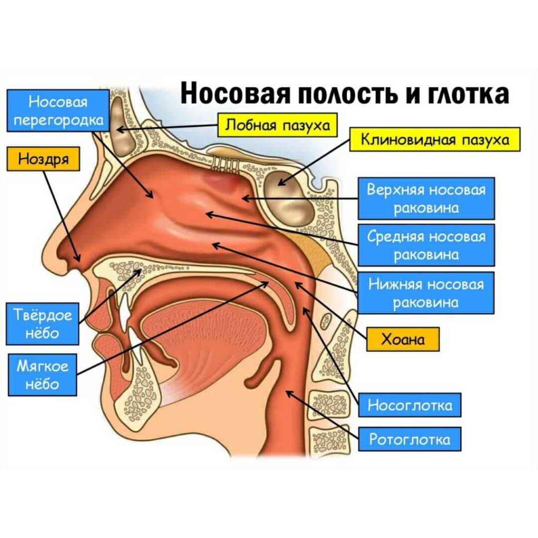Носоглотка строение фото