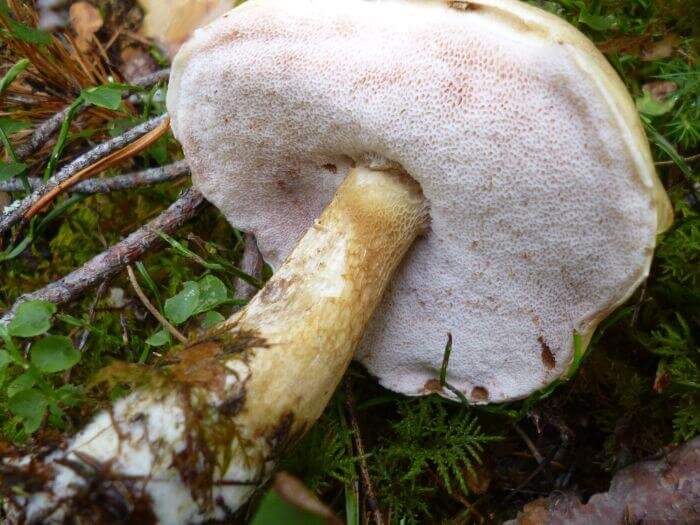 Желчный гриб горчак. Горчаки грибы в крыму. Горчак, ложный белый гриб. Гриб горчак фото и описание как выглядит. Тилопил гриб.