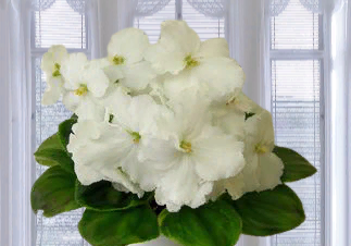 фиалка  OS- Джунгарик  