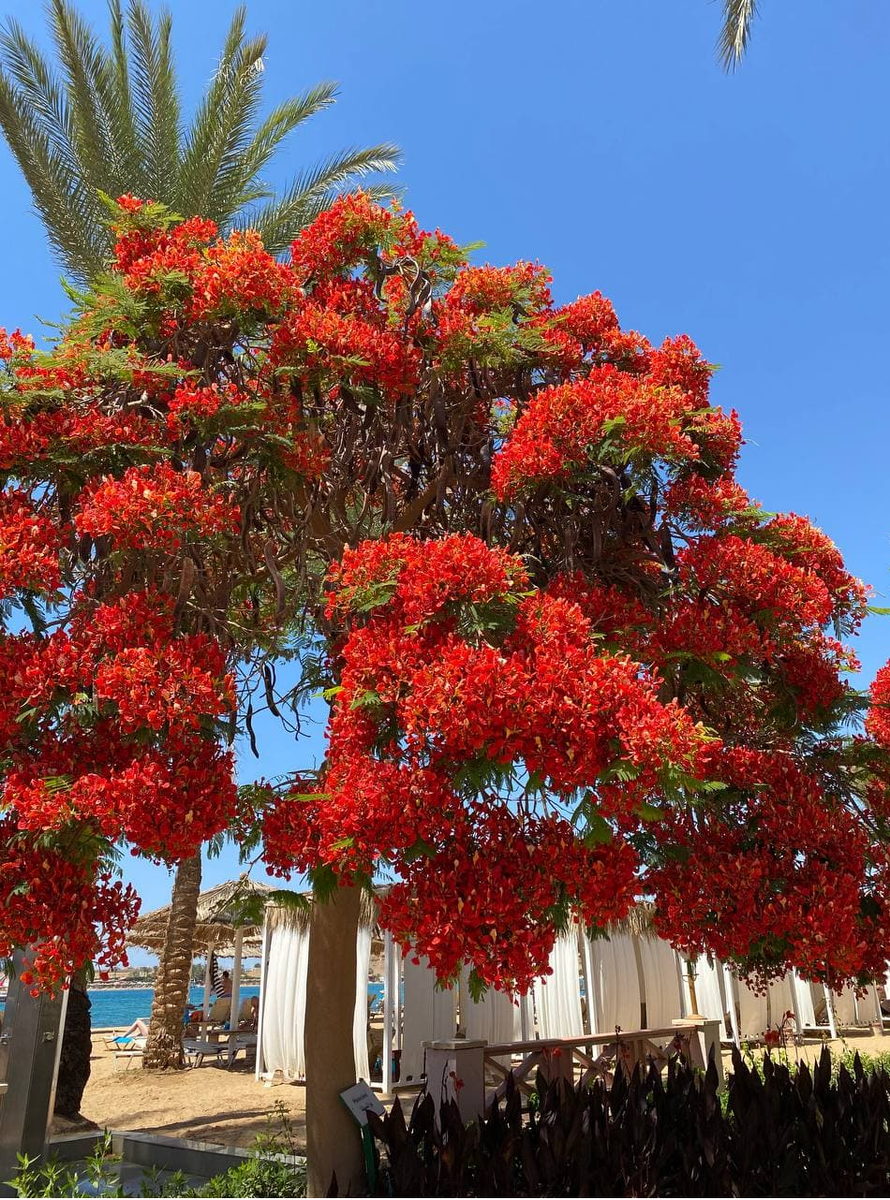 Iberotel_palace: Египет  Шарм - Эль -Шейх