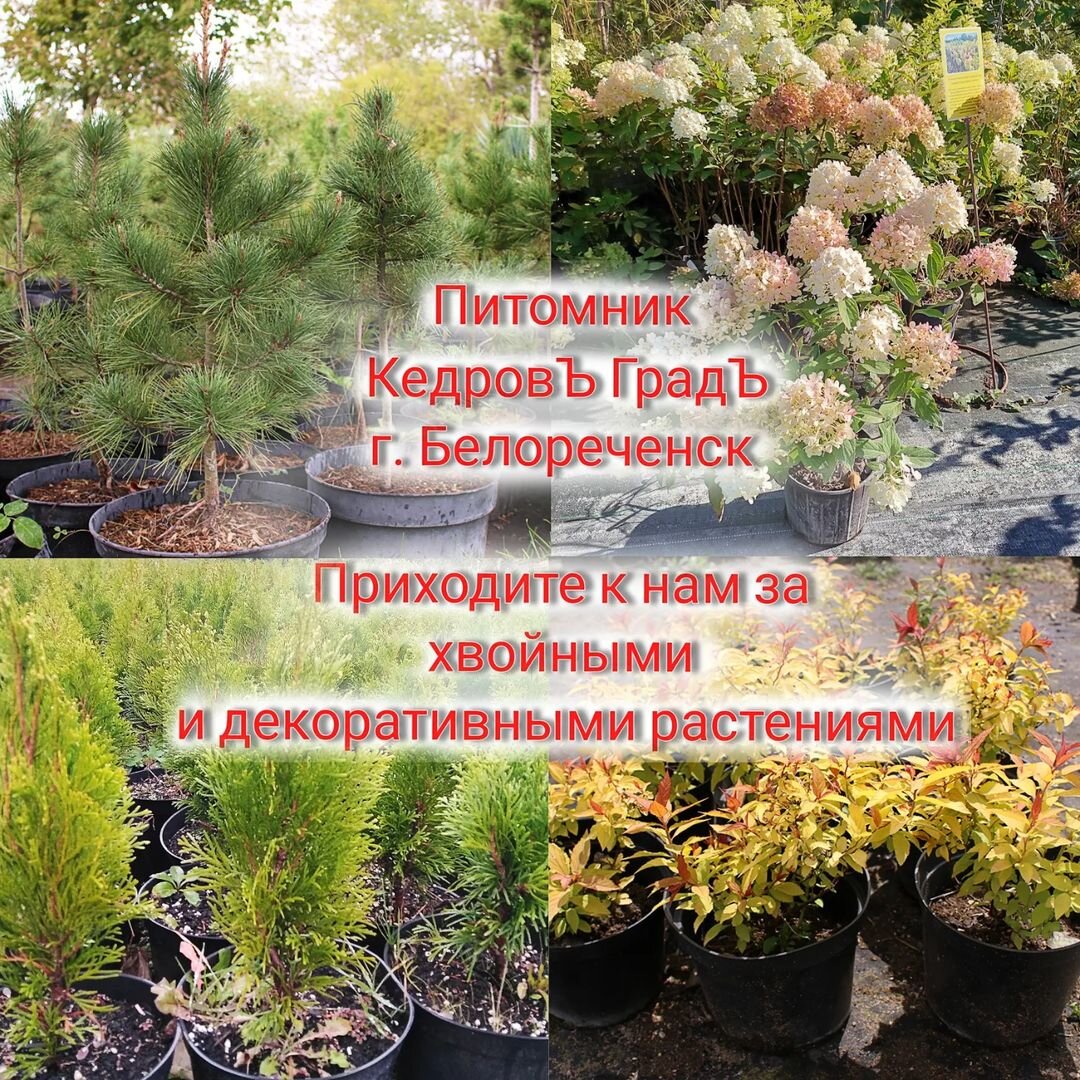 Фото из Нашего Питомника!