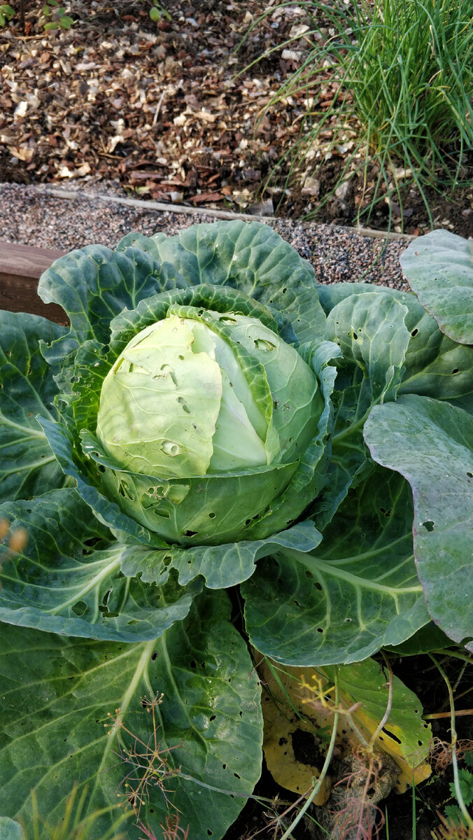 Раннюю капусту нужно обильнее поливать в июне, а капусту поздних сроков созревания — в августе, то есть в период завязывания кочанов.