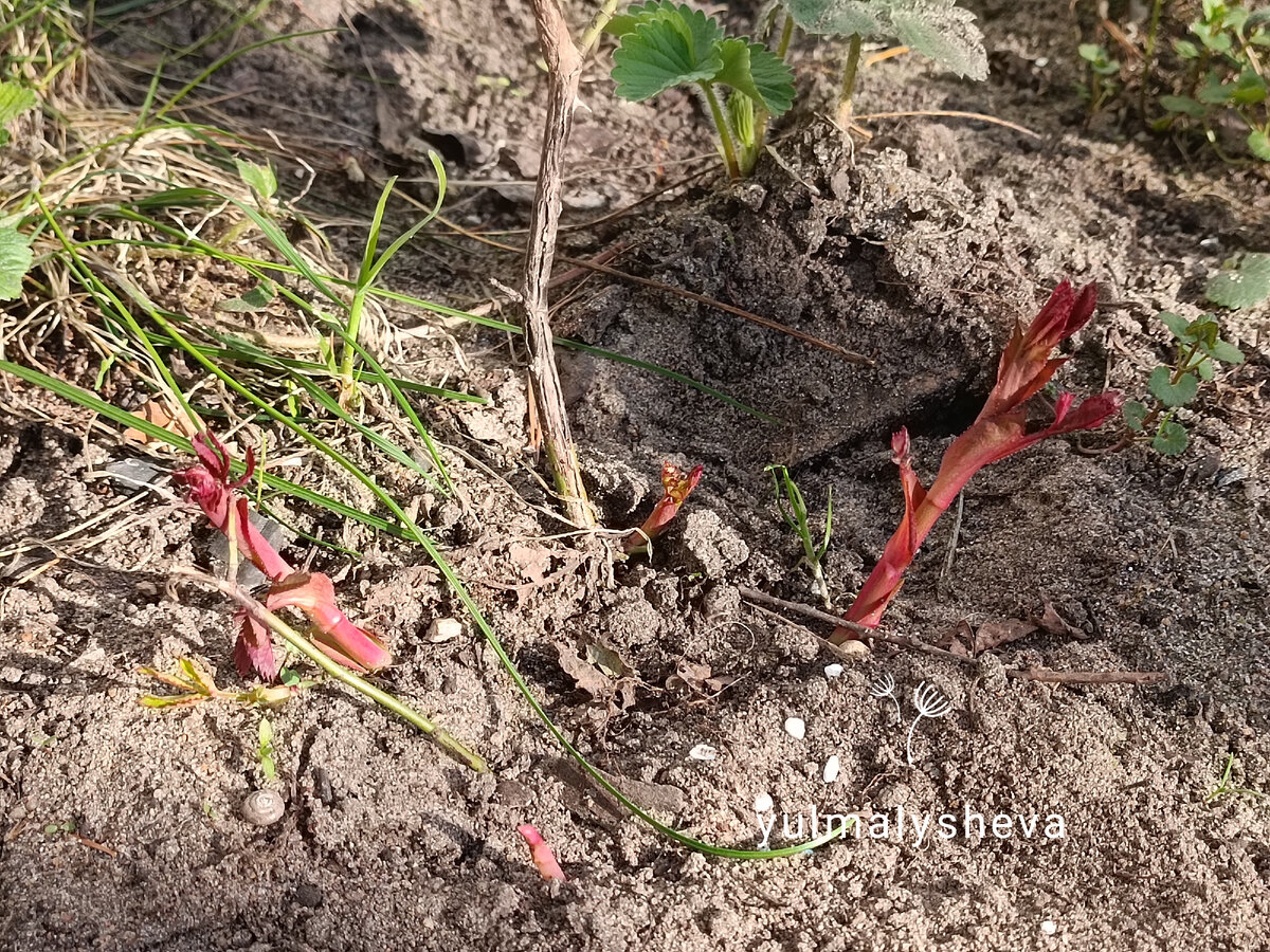Моя плетистая корнесобственная роза Симпатия решила порадовать этой весной кучей базальных побегов