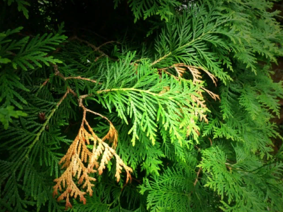 Хвойные растения весной требуют качественного ухода, как и любые посадки (источник фото: ogorod.ru)