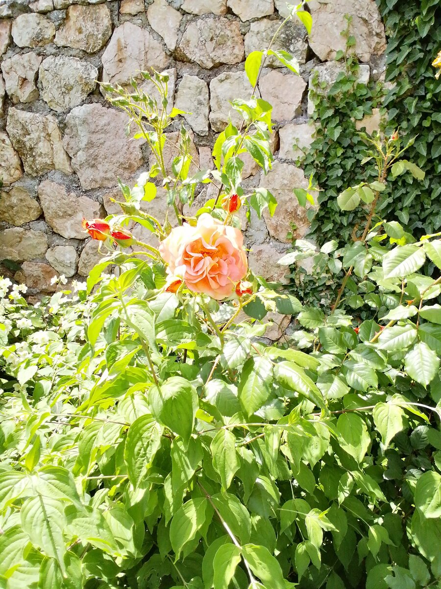 А эта розочка - подарок от старшей дочери  большую часть дня в тени.