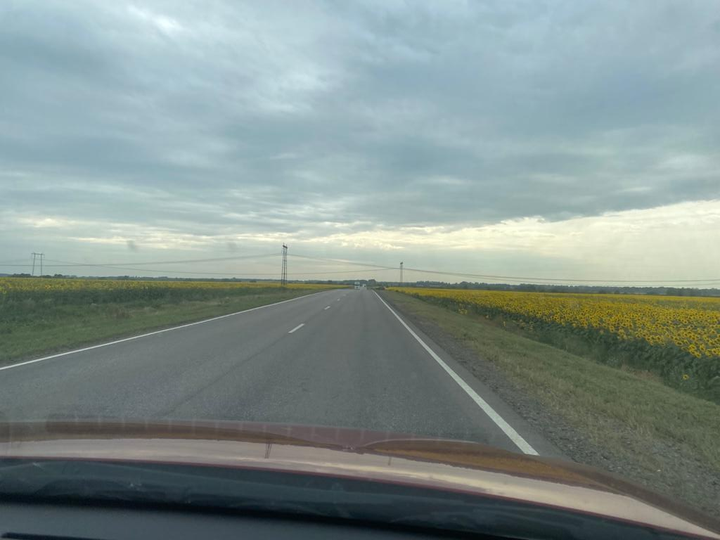 поля подсолнухов в Рязанской области - не ожидали что так далеко на север забрался подсолнух