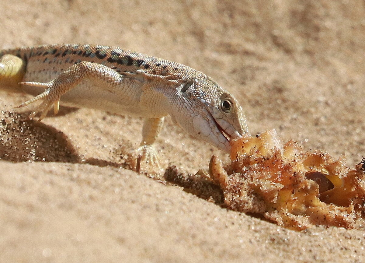 Молох дракон круглоголовка 5 букв. Chalarodon madagascariensis. Мадагаскарская круглохвостая игуана. Игуана Мадагаскар. Самка агамы.