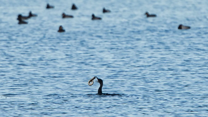 Итак, угри, возможно, и не водятся, но кто-нибудь задумывался о том, что баклан с угрями может быть настоящей Несси? Изображение предоставлено: shoeshampoo через iNaturalist, CC BY-NC 4.0, обрезано 