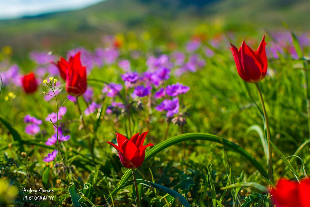 Тюльпан душистый (Шренка) [Фото: А. Муравин]