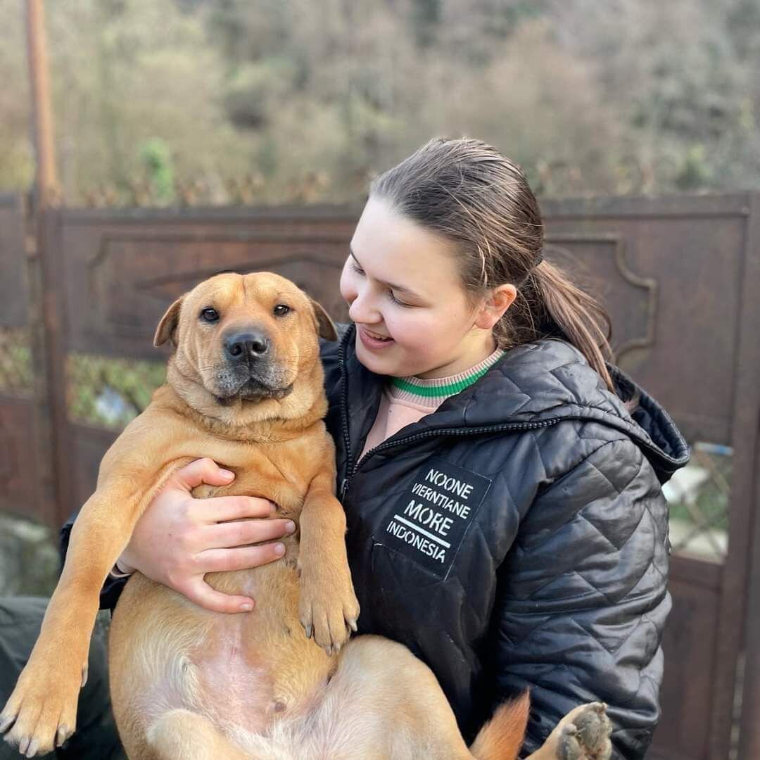 Бездомные собаки. Шарпо. Бездомные собаки фото. Шарпо. Суп сорпа.